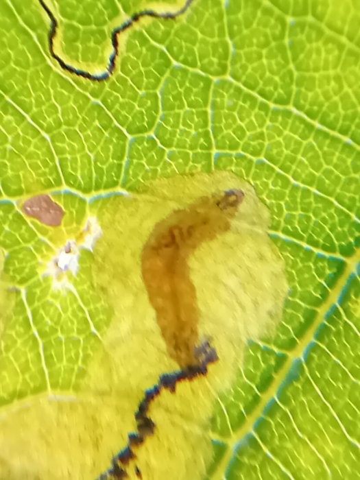 Stigmella atricapitella
