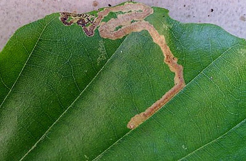 Stigmella hemargyrella