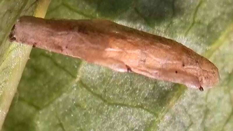 Coleophora gryphipennella