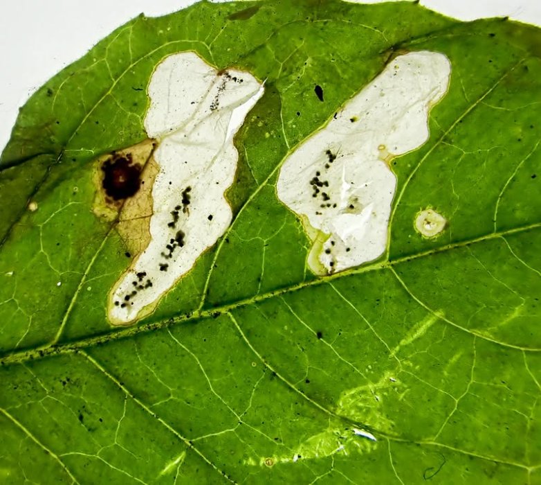 White-spot Mompha