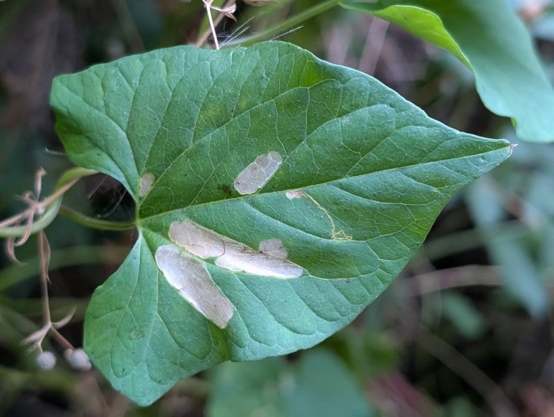 Bindweed Sleeper