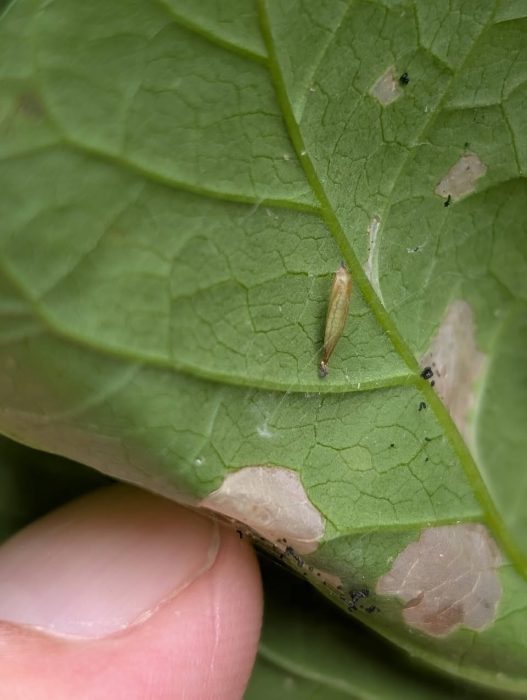 Bindweed Sleeper