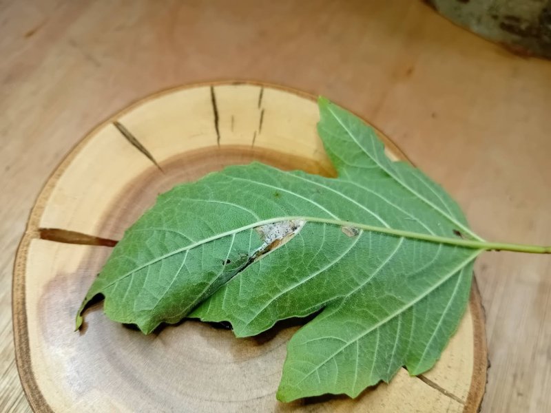 Viburnum Leaf-miner