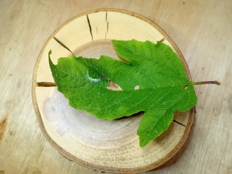 Viburnum Leaf-miner