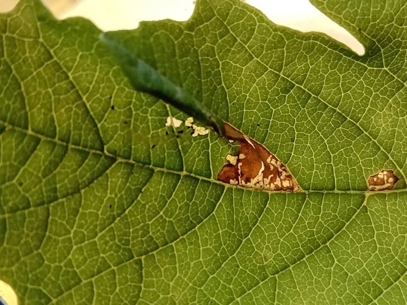 Viburnum Leaf-miner