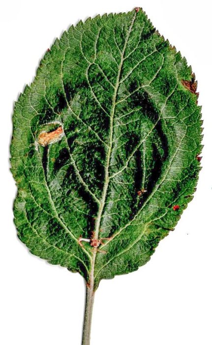 Apple Nymph
