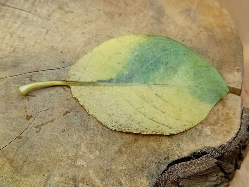 Ectoedemia intimella