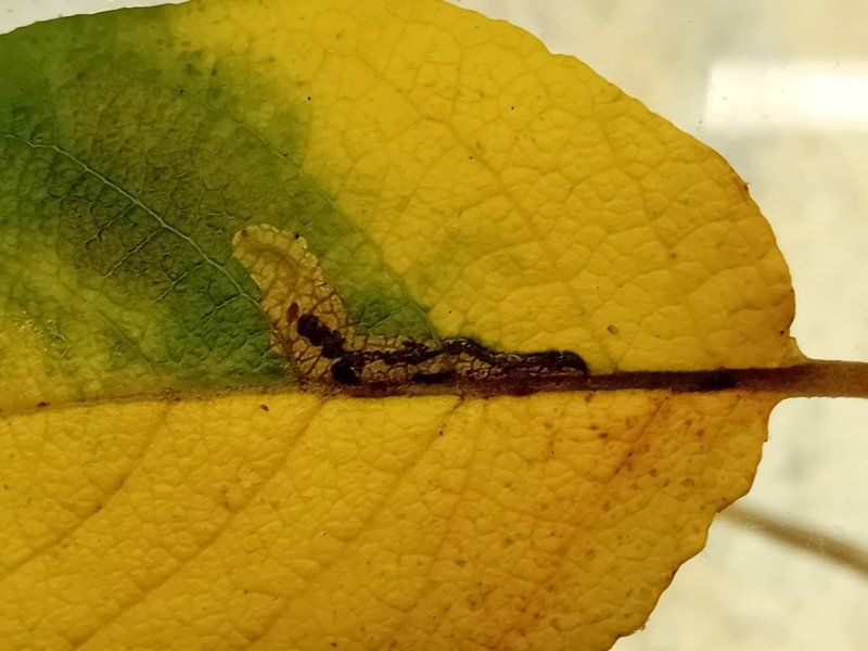 Ectoedemia intimella