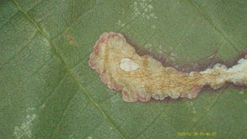 Coptotriche marginea