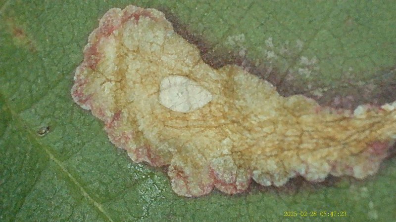 Coptotriche marginea