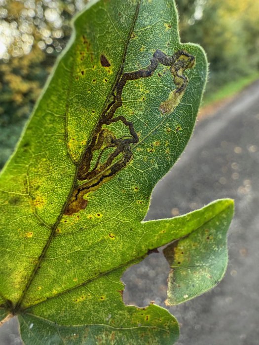 Stigmella aceris