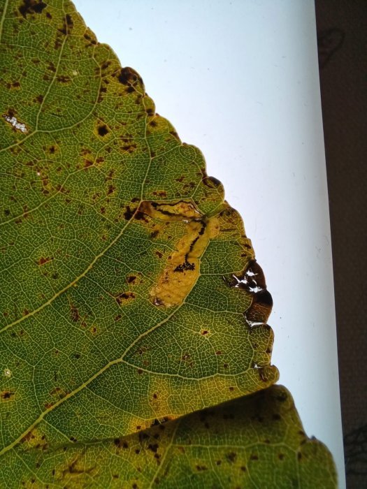 Stigmella trimaculella