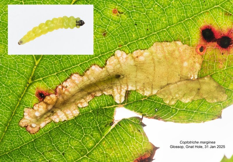 Coptotriche marginea