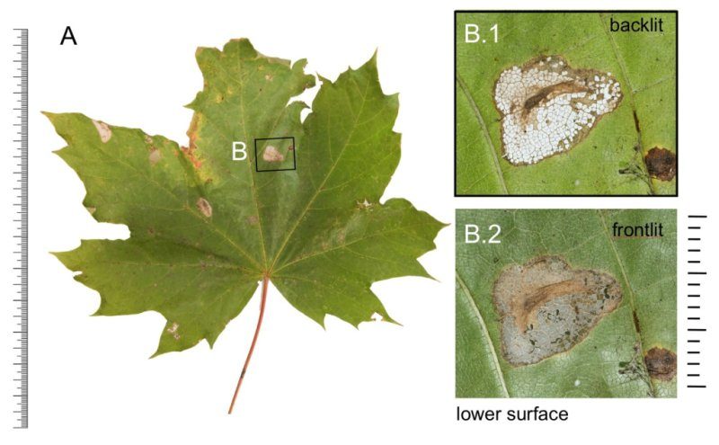 Phyllonorycter joannisi