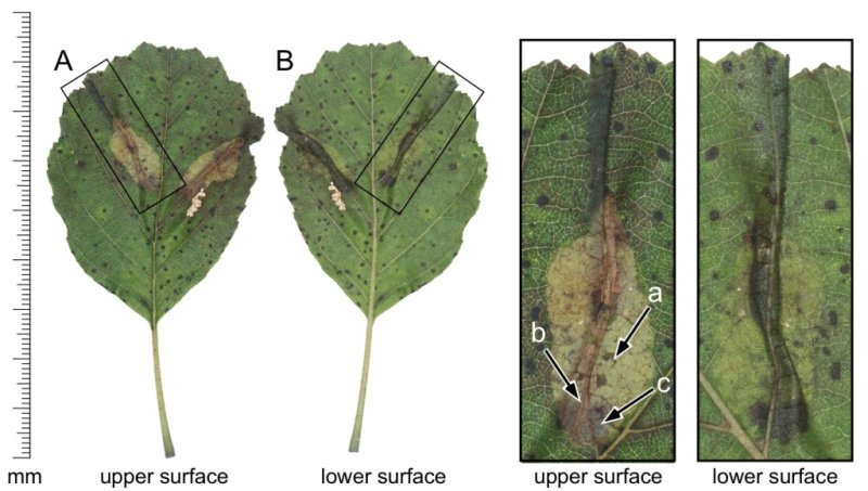 Phyllonorycter stettinensis