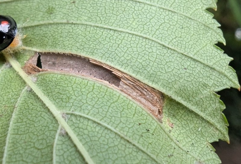 Phyllonorycter tristrigella