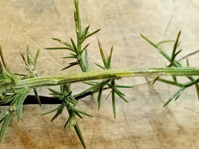 Phyllonorycter ulicicolella