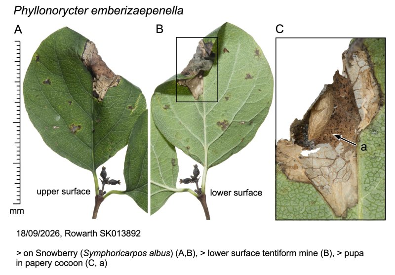 Honeysuckle Leaf-miner