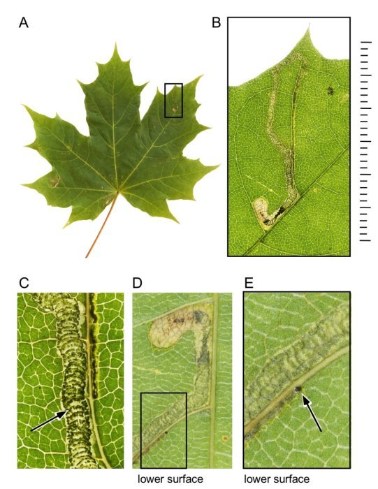 Stigmella aceris