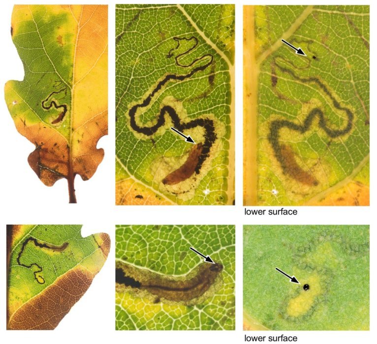 Stigmella atricapitella