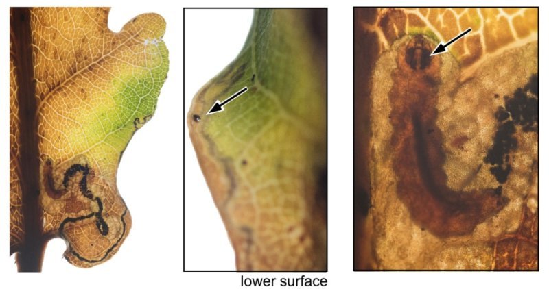 Stigmella atricapitella