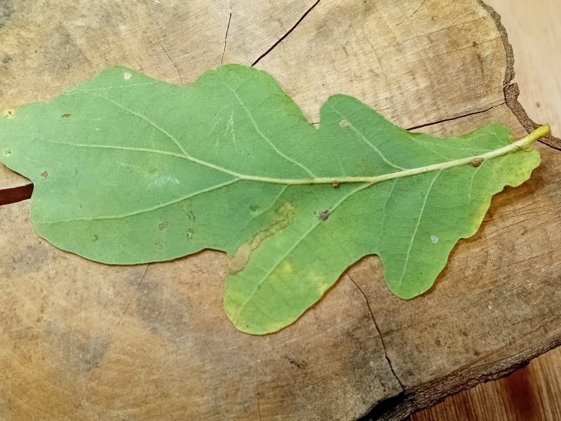 Stigmella basiguttella