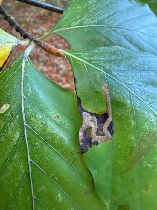 Stigmella hemargyrella