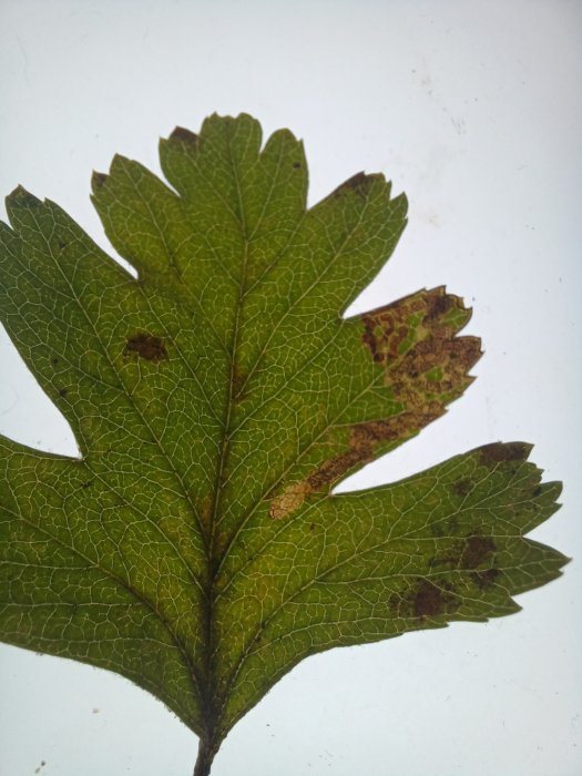 Stigmella oxyacanthella