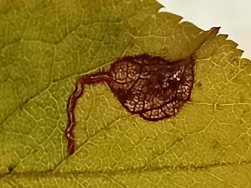 Stigmella plagicolella