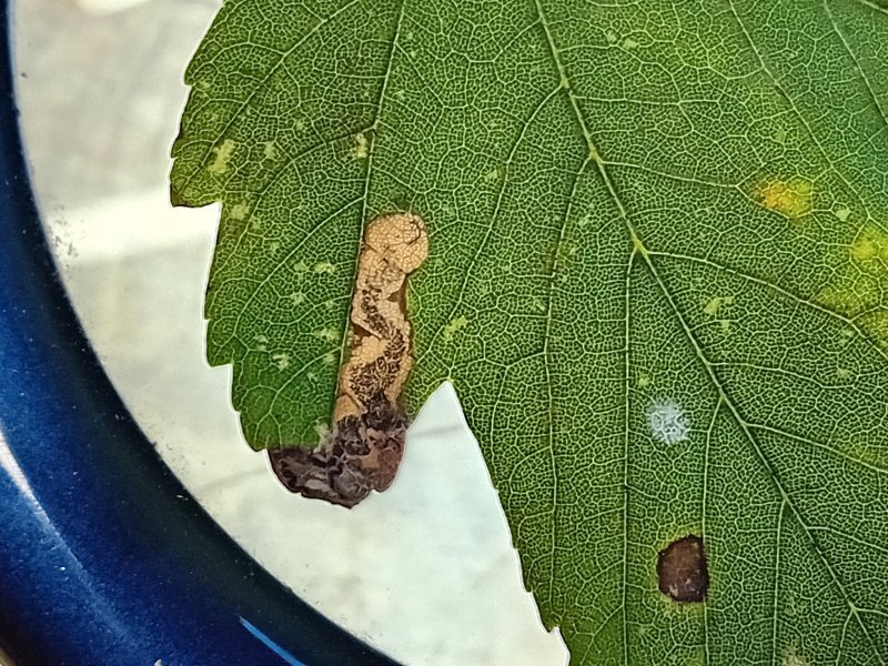 Stigmella speciosa