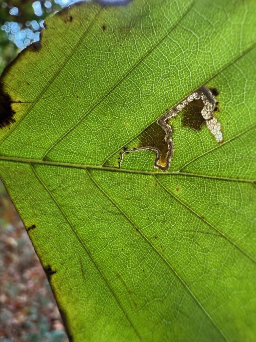 Stigmella tityrella