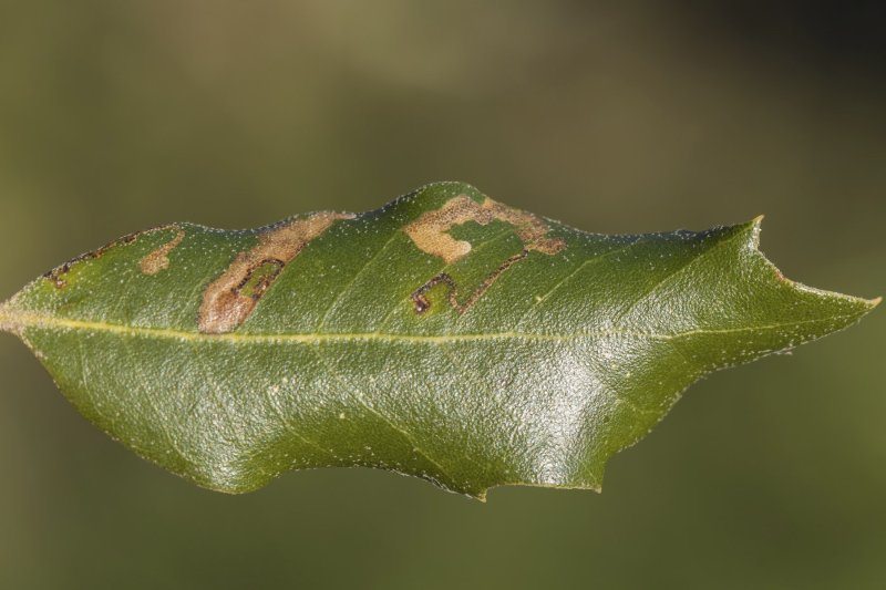 Ectoedemia heringella
