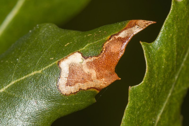 Ectoedemia heringella