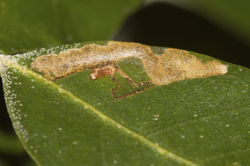 Ectoedemia heringella