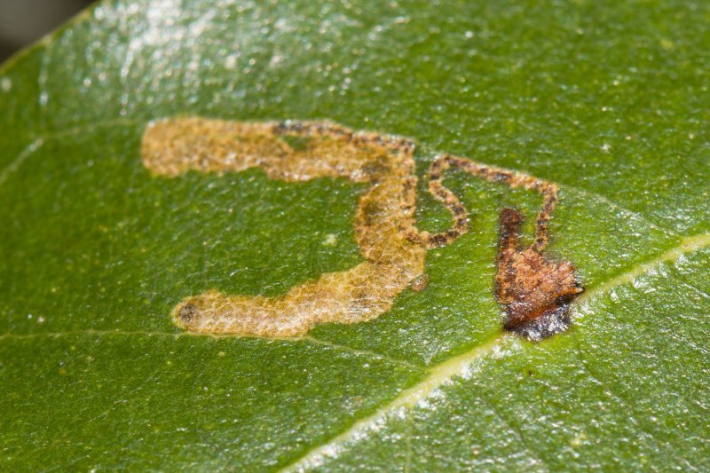 Ectoedemia heringella