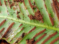 Psychoides filicivora - Sporangia mass on the underside of Hart
