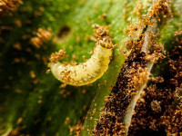 Psychoides filicivora larva, showing pale brown head
