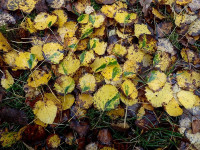 Green islands on Aspen leaves,  Ectodemia argyropeza