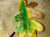 Stigmella atricapitella - 6th Nov 2025 - Markham Vale - Mark Radford