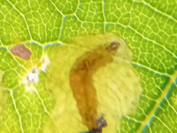 Stigmella atricapitella - 6th Nov 2025 - Markham Vale - Mark Radford