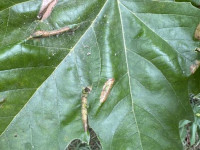 Phyllonorycter platani - Leaf Mine collected on 11th Aug 2025 from Alvaston Park, Derby  - Sam Goddard