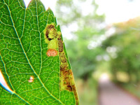 Stigmella crataegella-2nd Sept 2025-Wyver Lane Belper-Dave Evans