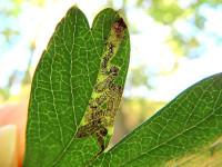 Stigmella crataegella-9th Sept 2025-Wyver Lane Belper-Dave Evans