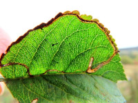 Lyonetia clerkella on Apple.