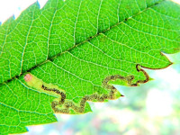 Stigmella nylandriella on Rowan.