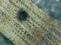 Exoteleia dodecella - January 2025 - Markham Vale - Mark Radford