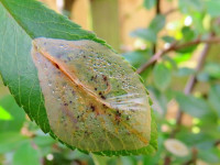 Phyllonorycter leucographella -24th February 2025 - Belper - Dave Evans