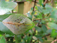 Phyllonorycter leucographella -24th February 2025 - Belper - Dave Evans
