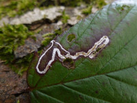 4.045 BF50- Vacated Leaf-mine-Stigmella-aurella