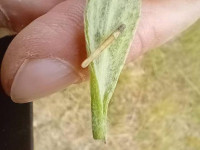 Coleophora inulae - On Fleabane - 26th May 2025 - 1st record for VC57 - Markham Vale - Mark Radford